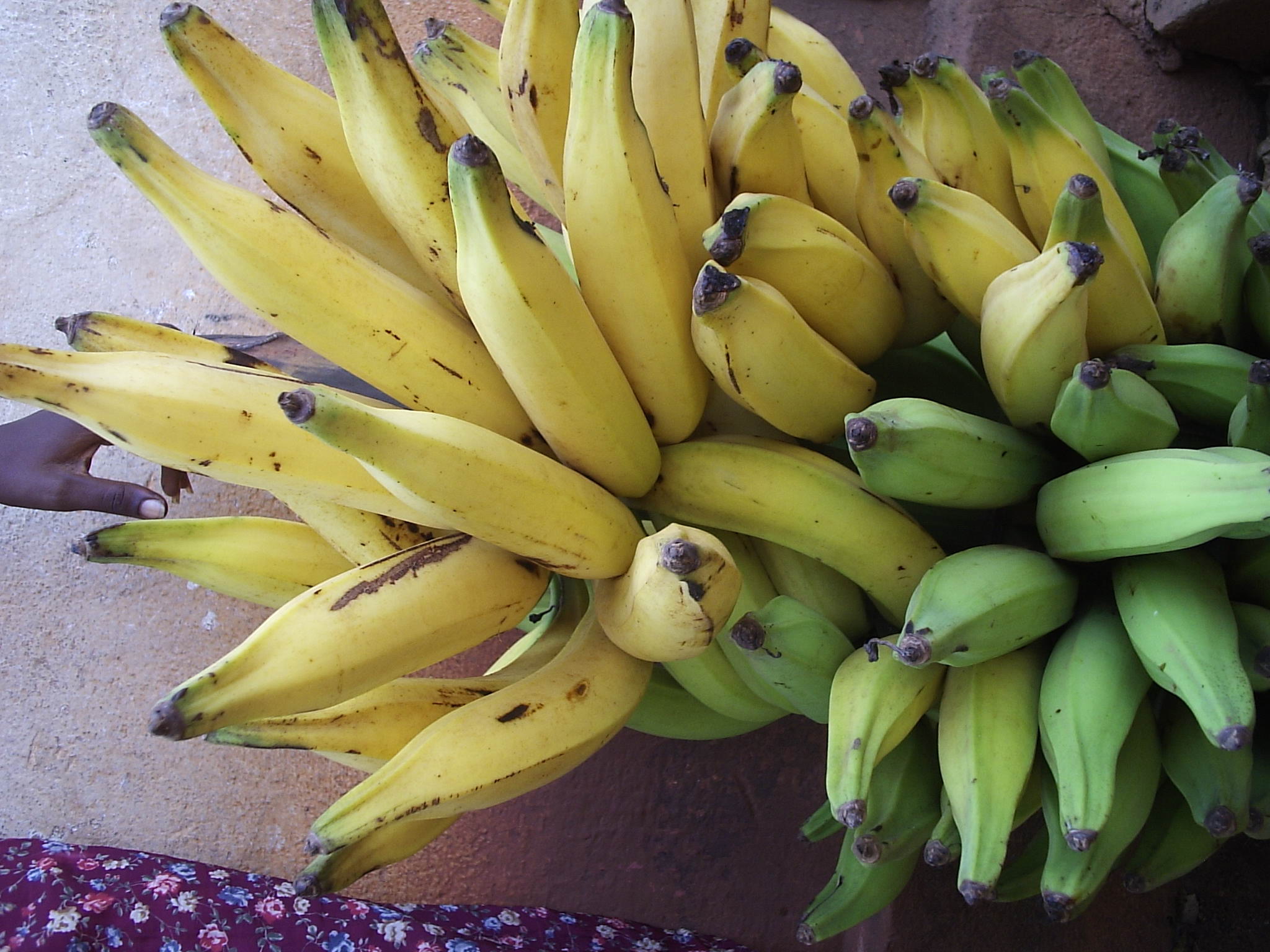 Banane_plantain_de_la_RCA.jpg