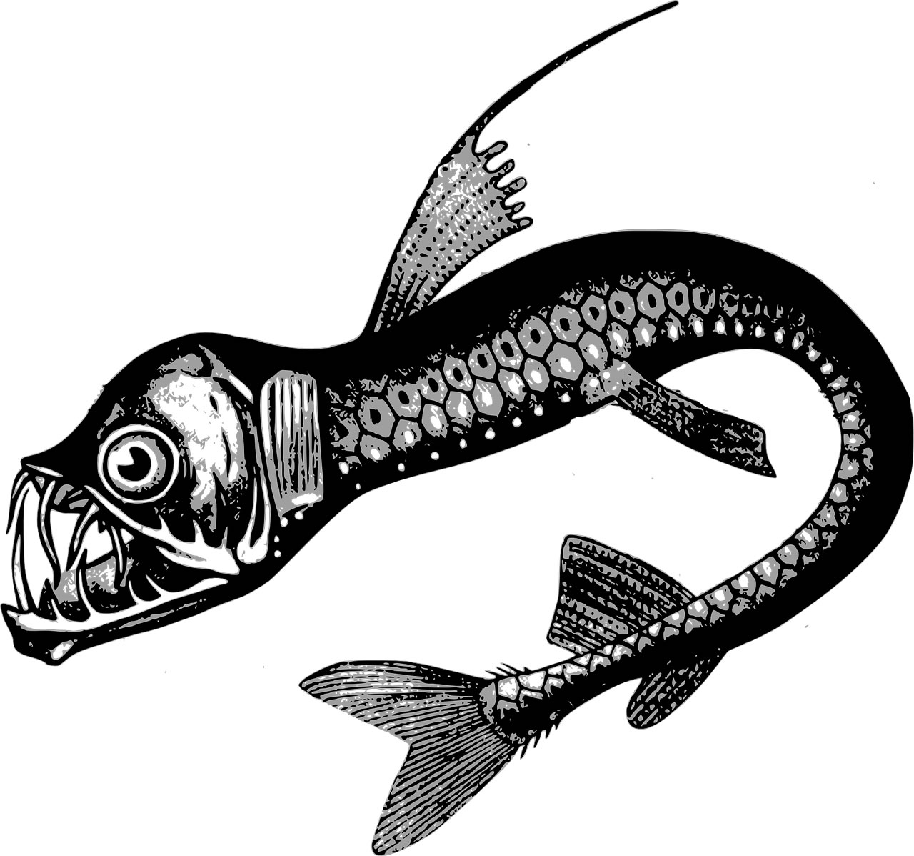 fish-158435 1280