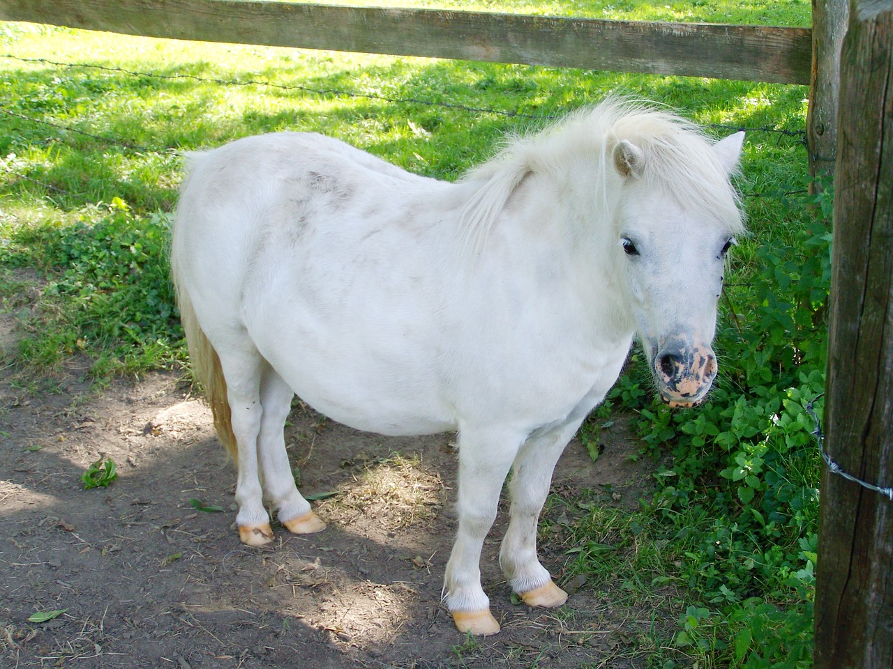 white pony 951772 1280