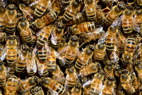 Wie viele Bienen hat der Imker