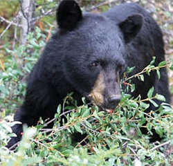 Bärenforschung in Alaska