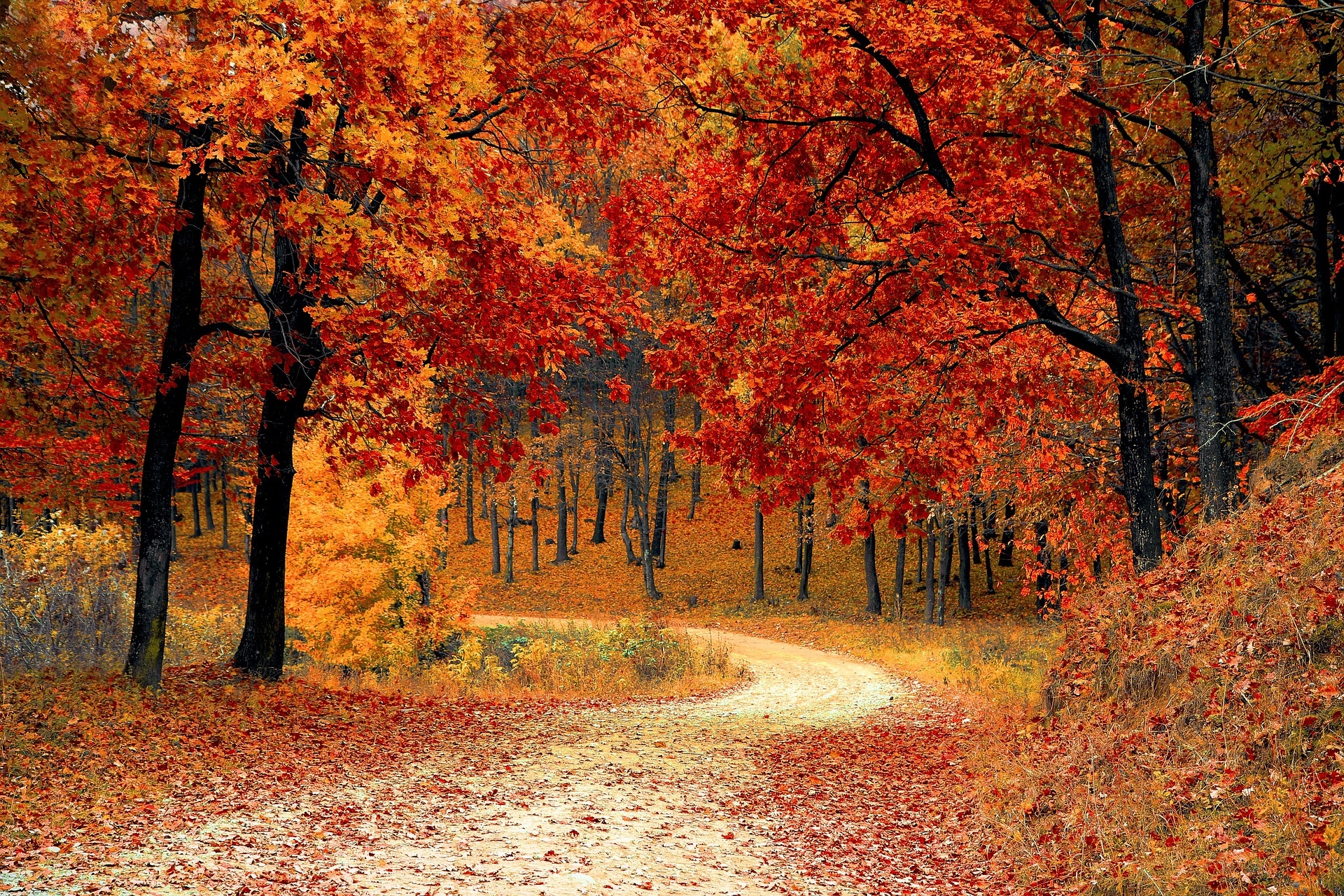 Der Herbst und warum die Blätter fallen