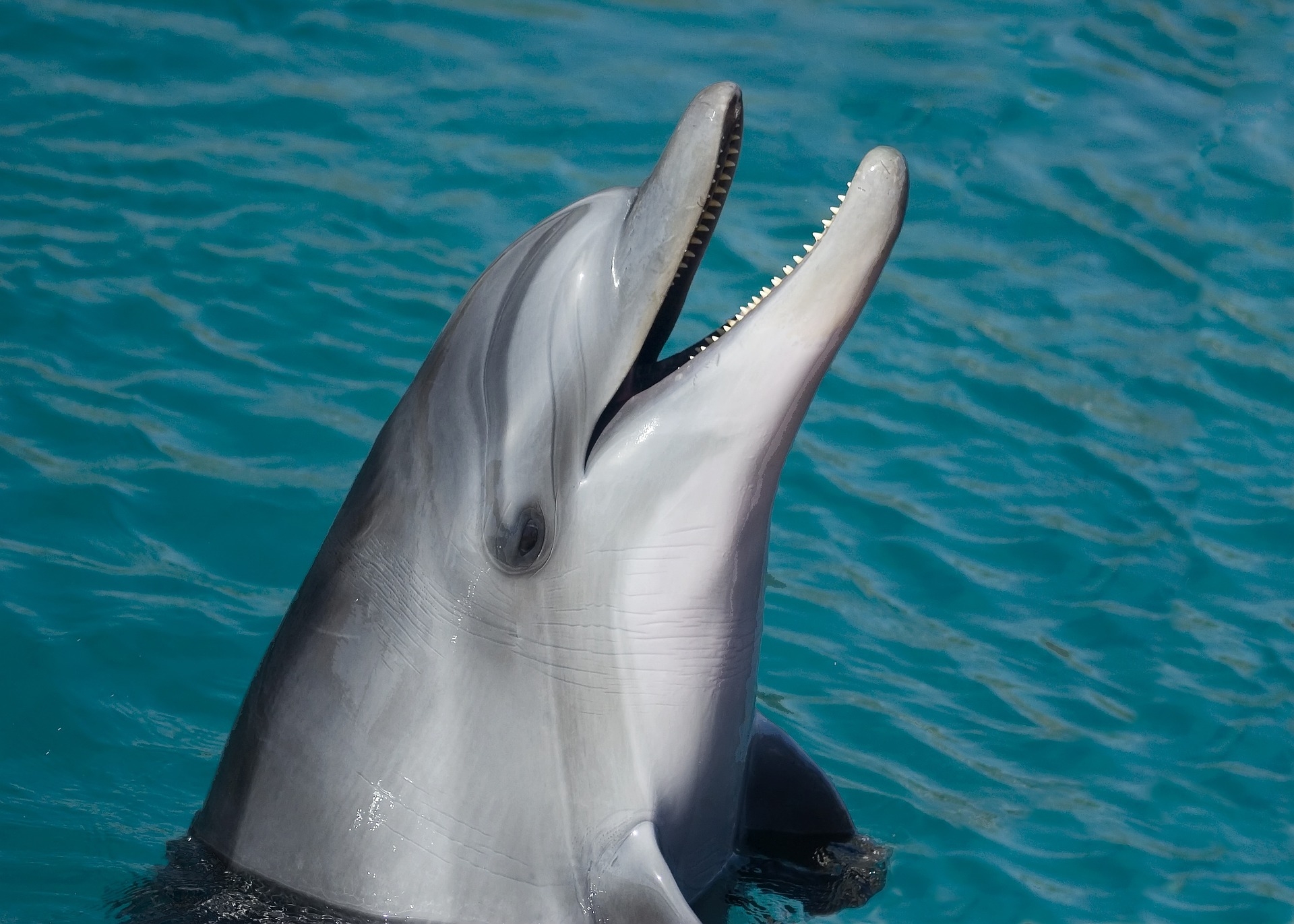 Säugetiere im Meer: Delfine