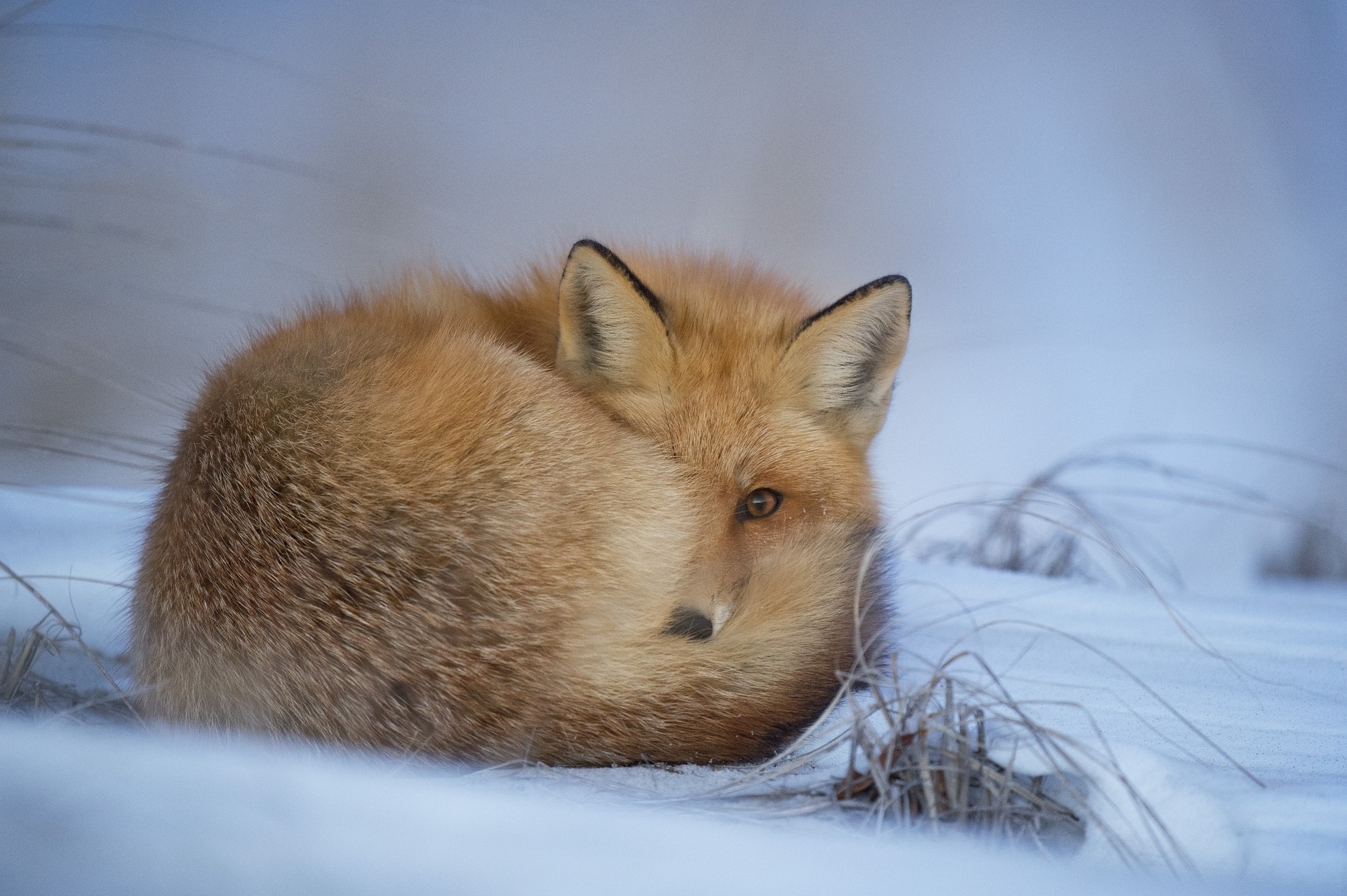 Wie schützen sich Tiere vor der Kälte?